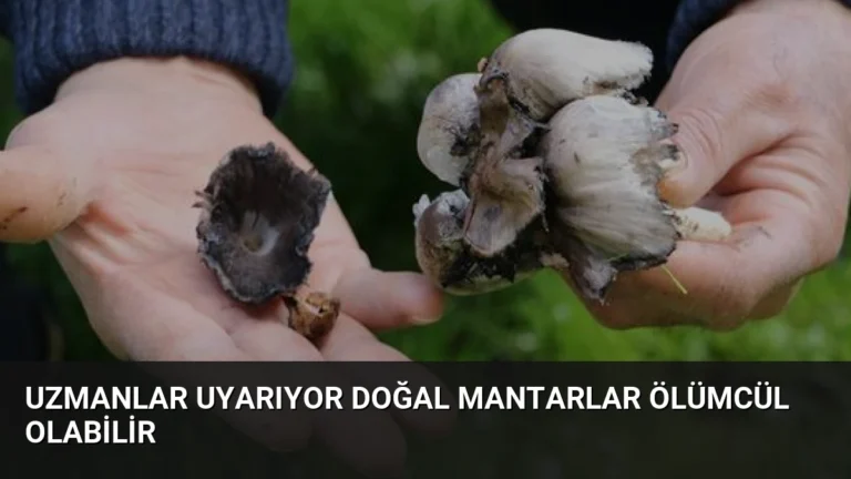 Uzmanlar Uyarıyor Doğal Mantarlar Ölümcül Olabilir