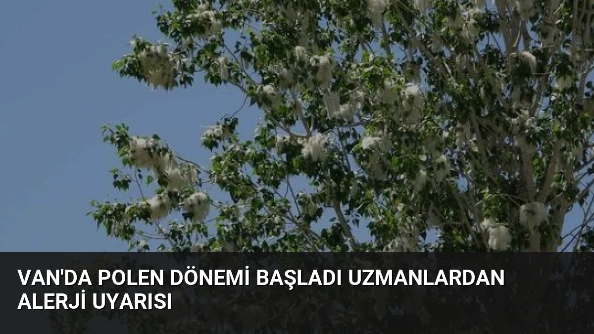 Van’da Polen Dönemi Başladı Uzmanlardan Alerji Uyarısı
